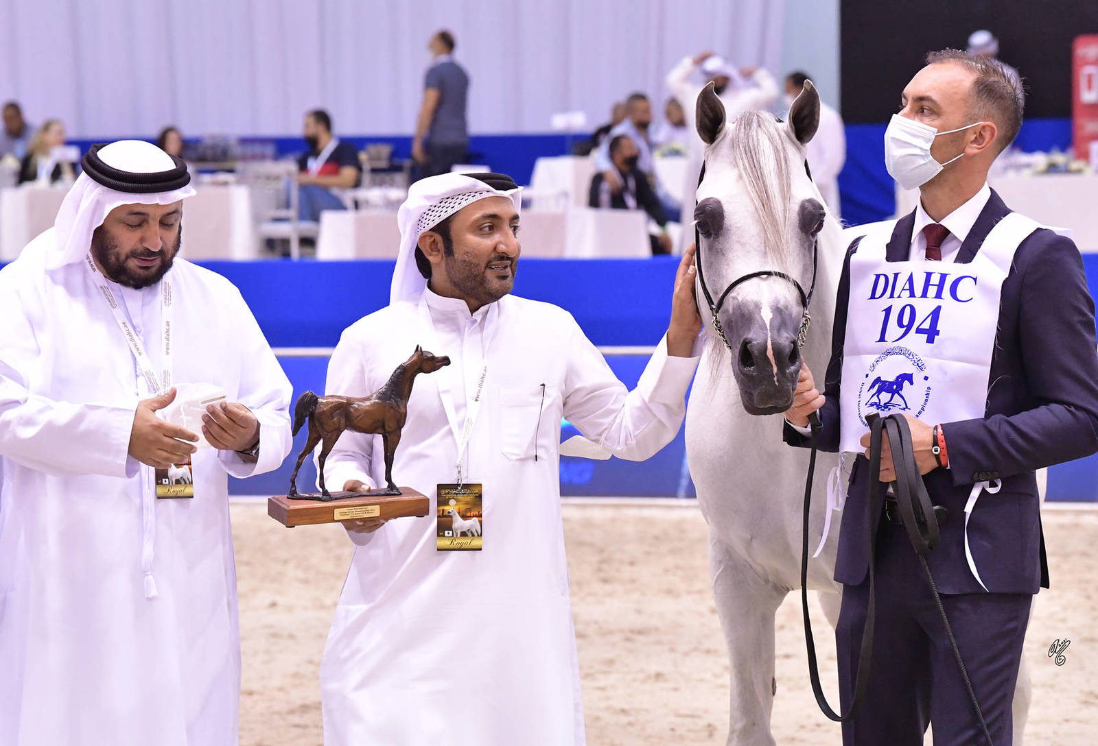 Stallions 7-9 Years Old: Jayan De Nautiac 