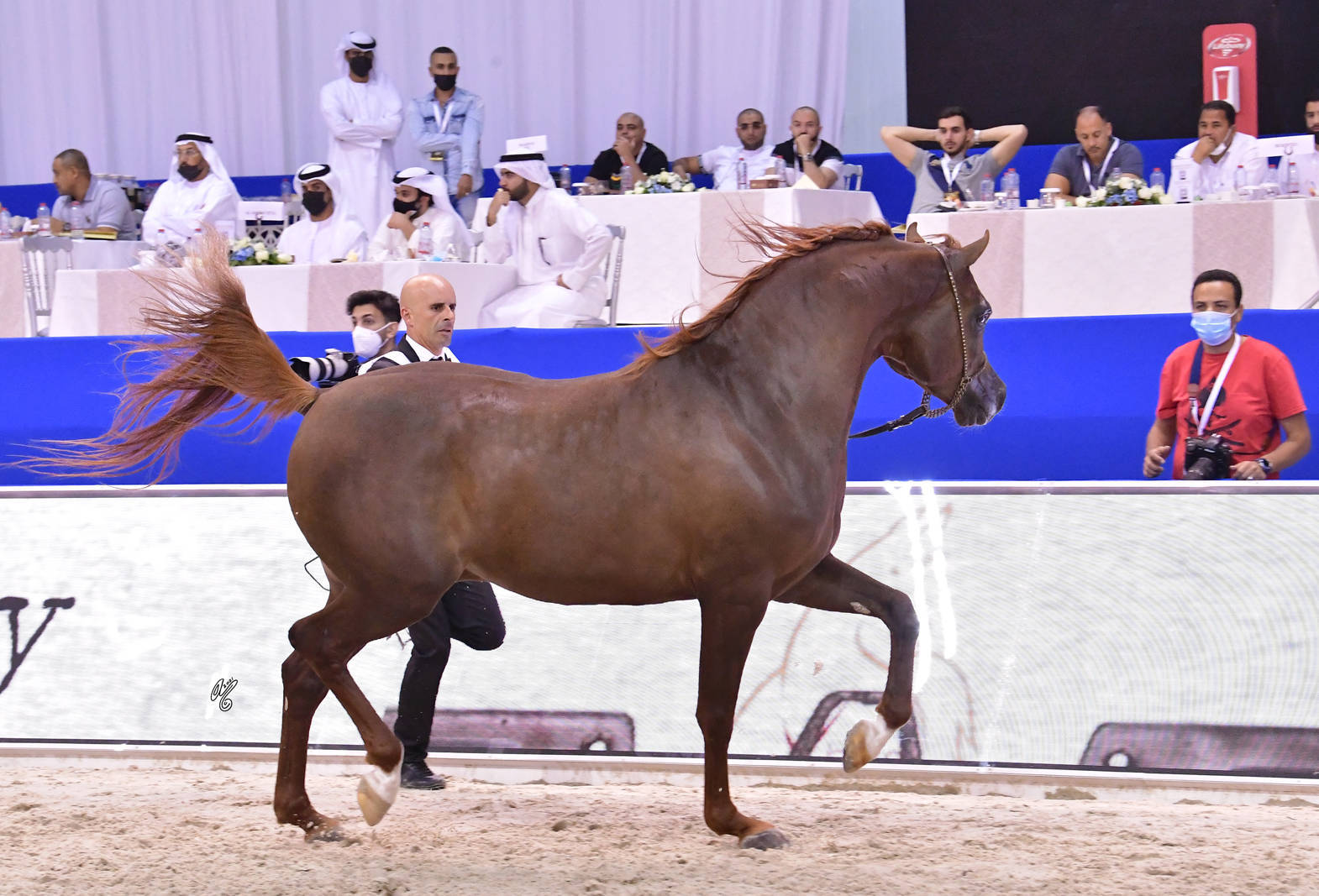 Stallions 4-6 Years Old: AJ Arsan 