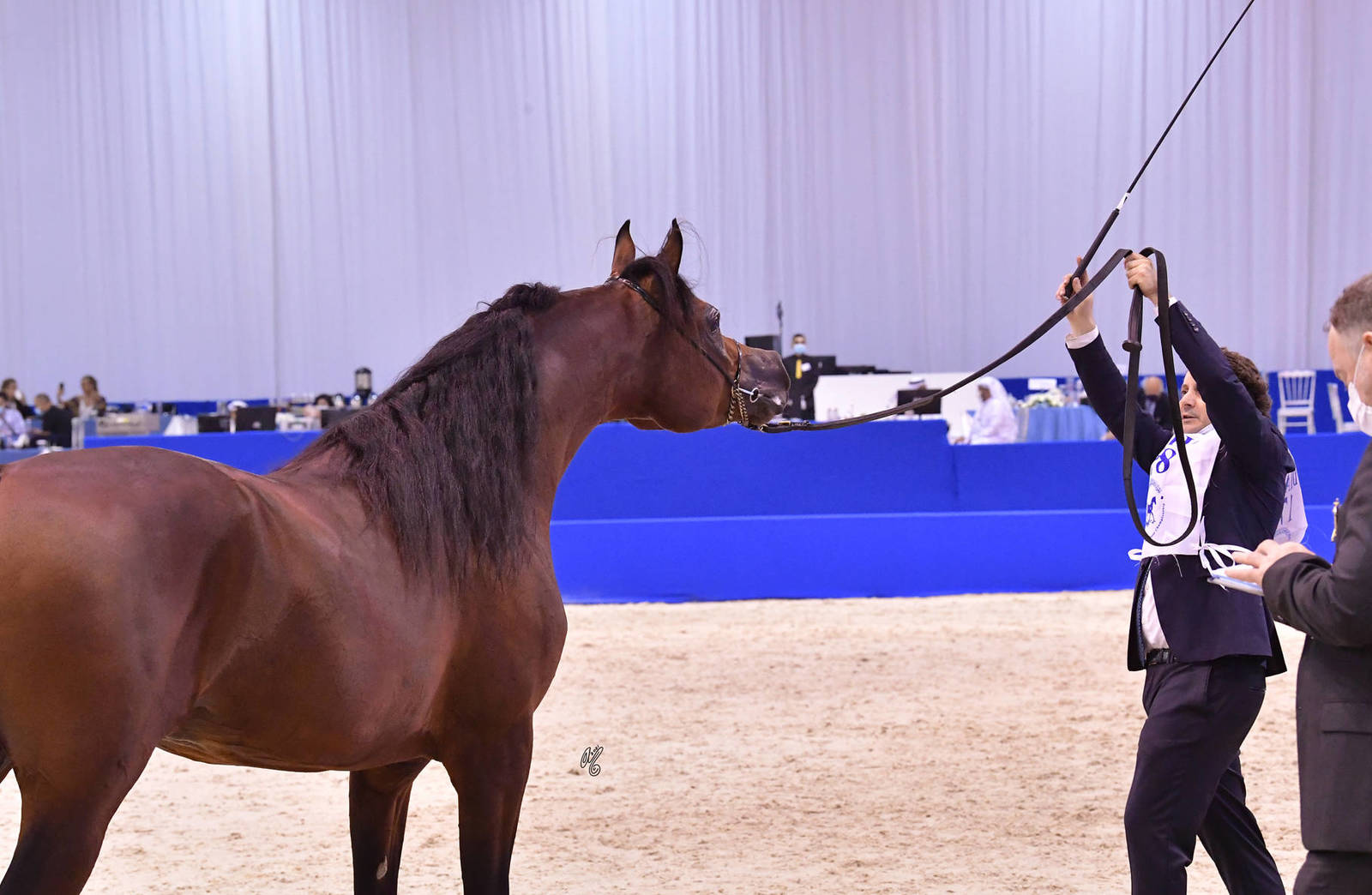 Stallions 4-6 Years Old: SQ Shaddad 