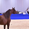 Stallions 4-6 Years Old: SQ Shaddad 