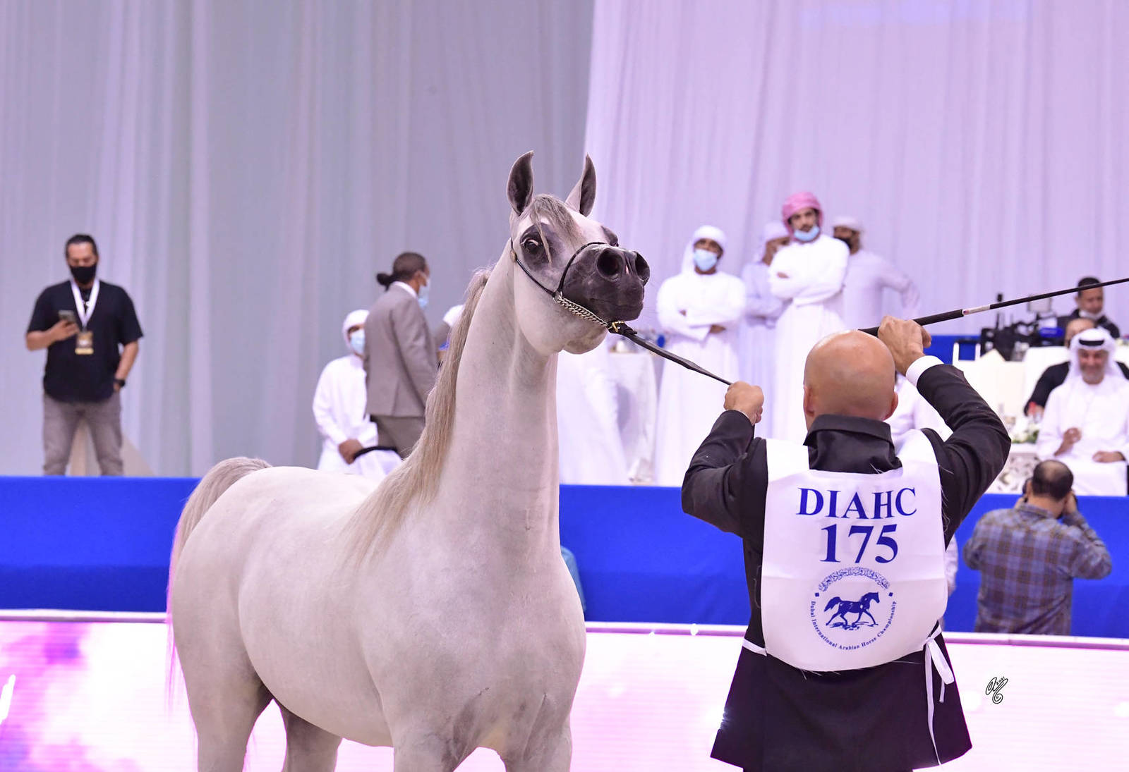 Stallions 4-6 Years Old: D Mashji 