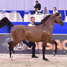 Colts 3 Years Old: Maysam Al Hawajer 