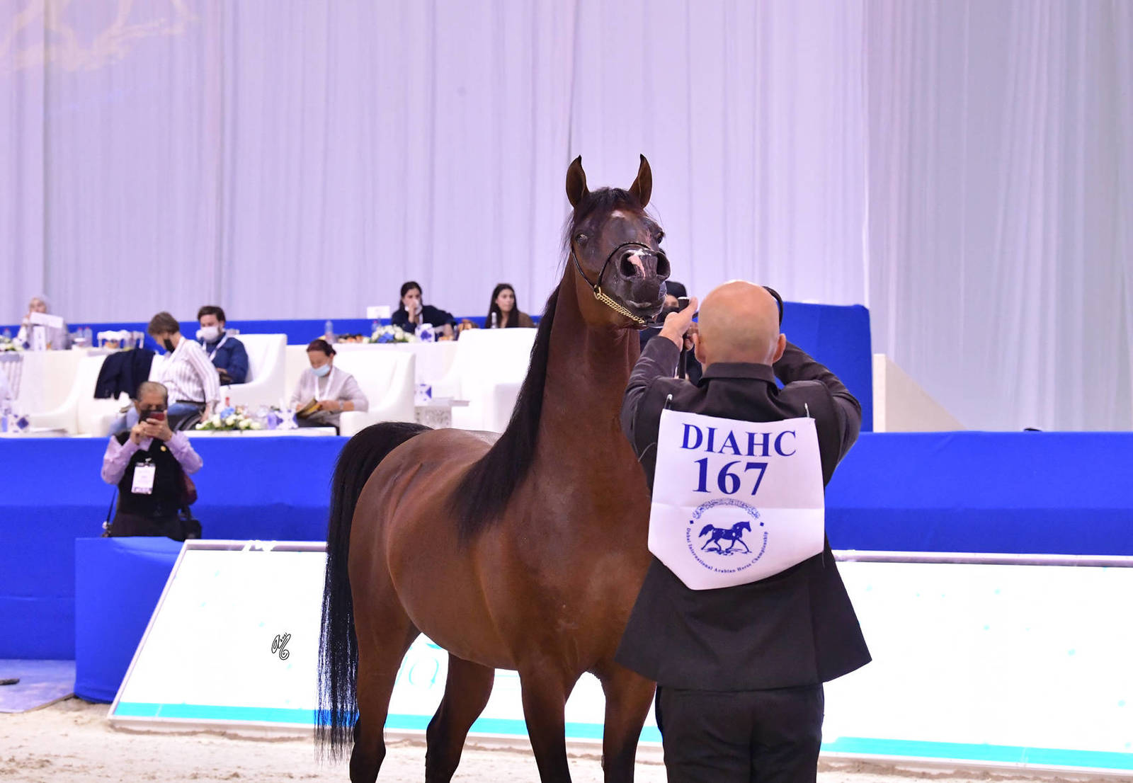 Colts 3 Years Old: Dosar Alsayed 