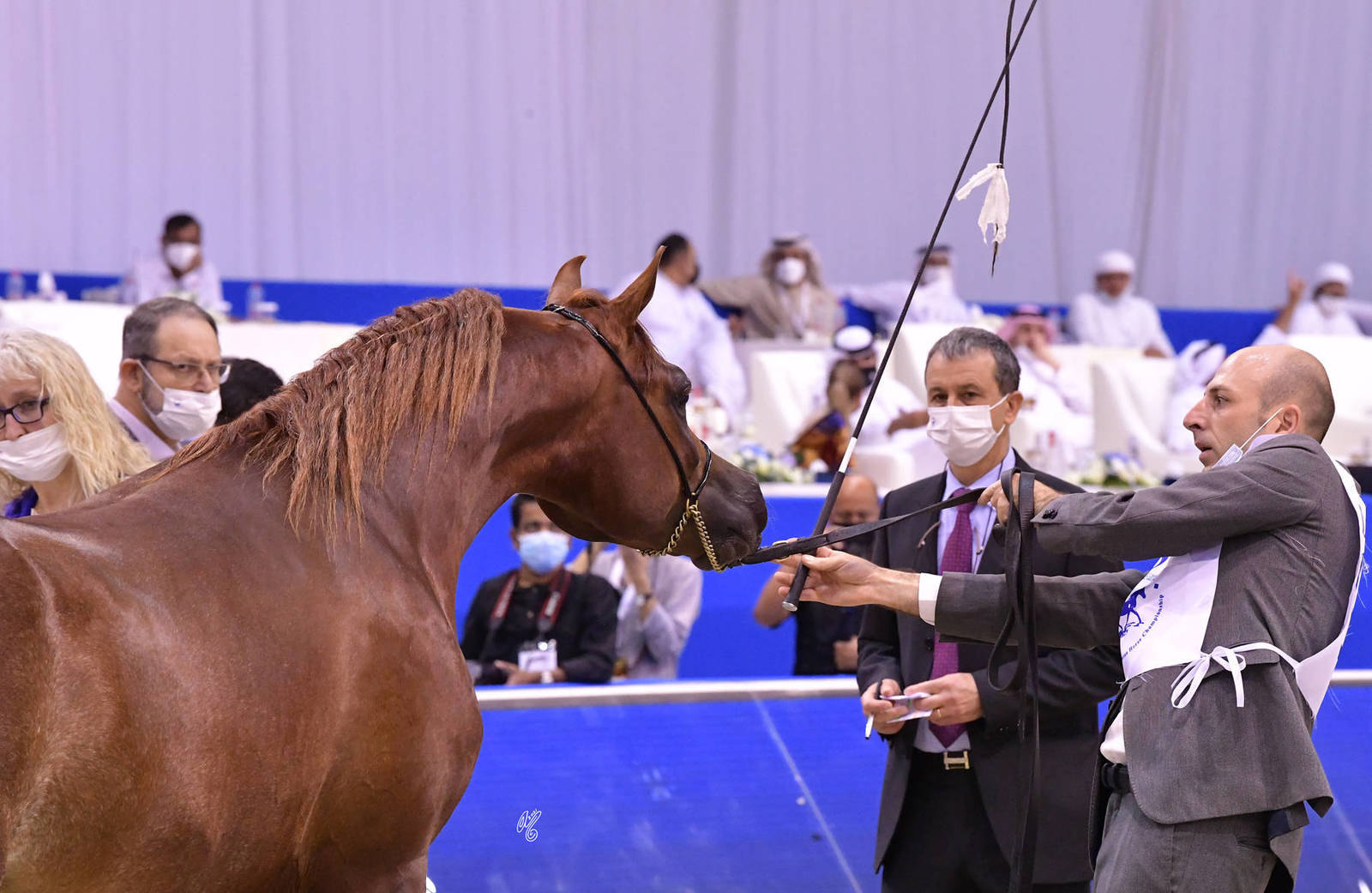 Colts 2 Years Old: AJ Sabi 