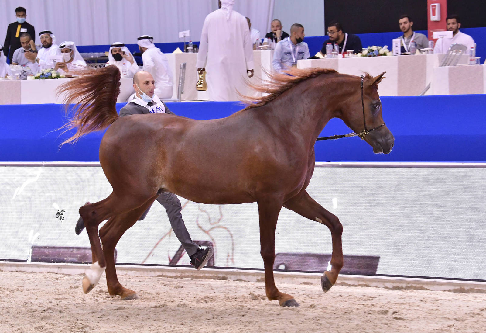 Colts 2 Years Old: AJ Sabi 