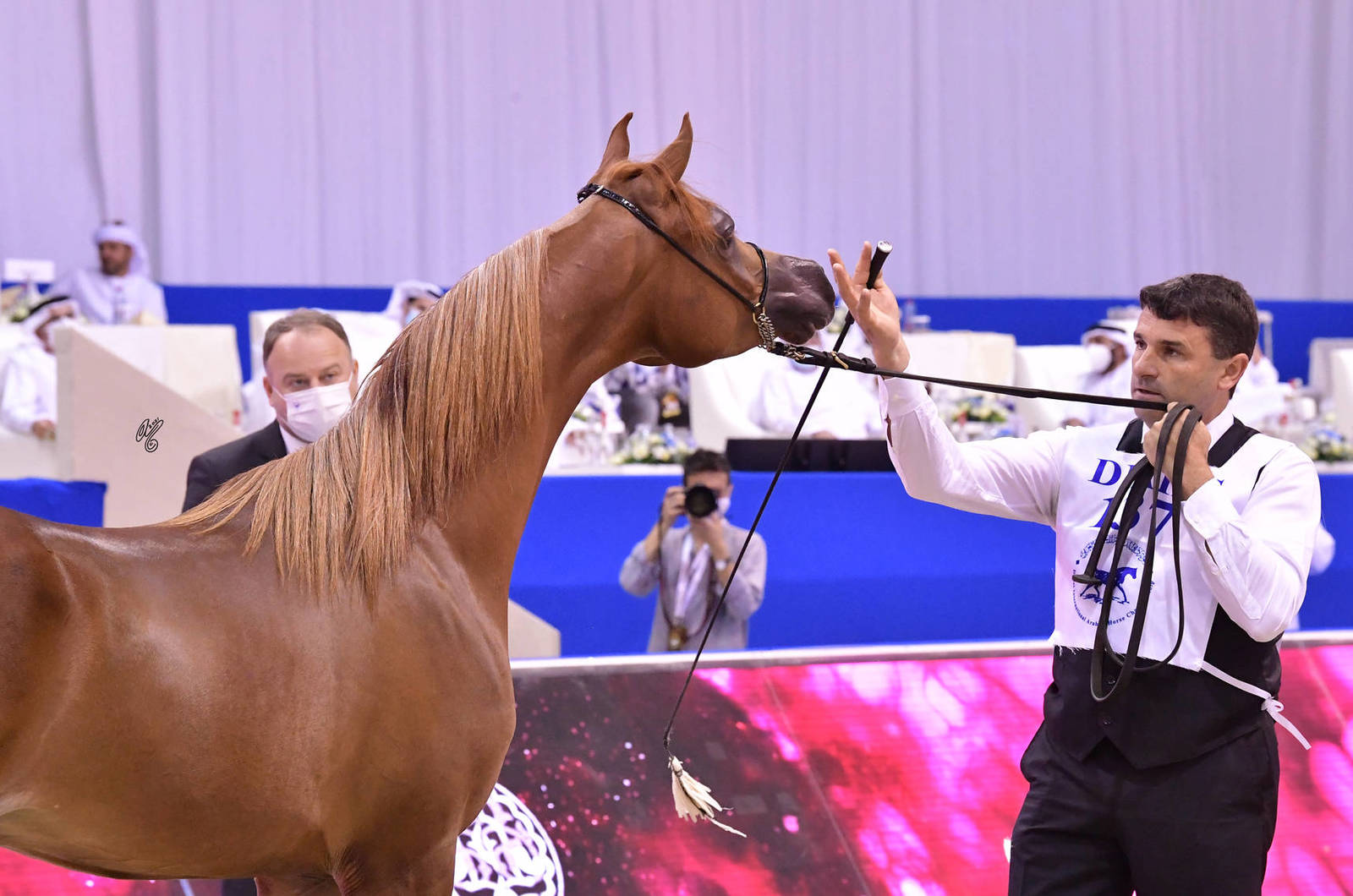 Yearling Colt: Waseem Al Bahya 