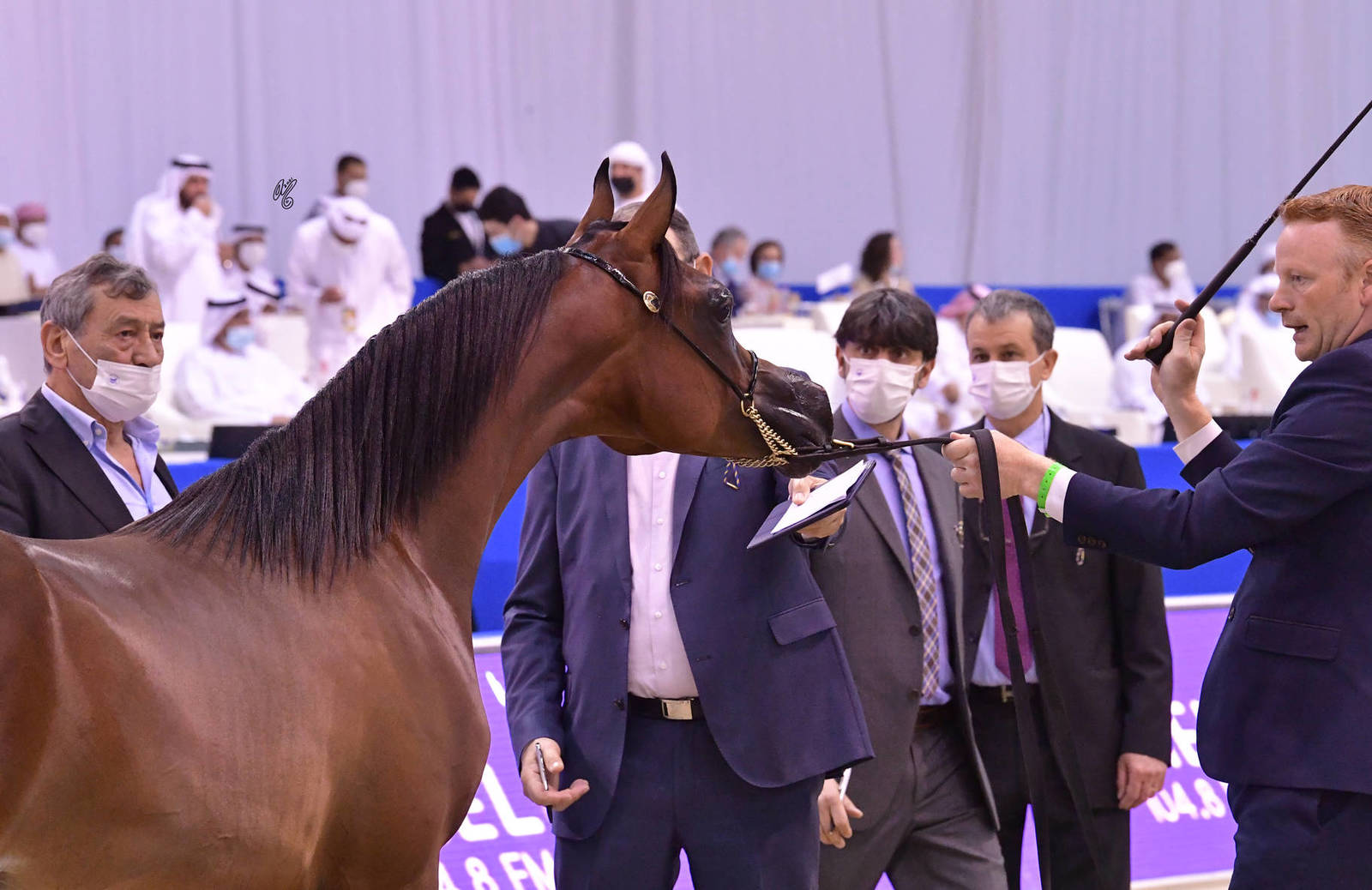 Yearling Colt: Al Aryam Hasheem 