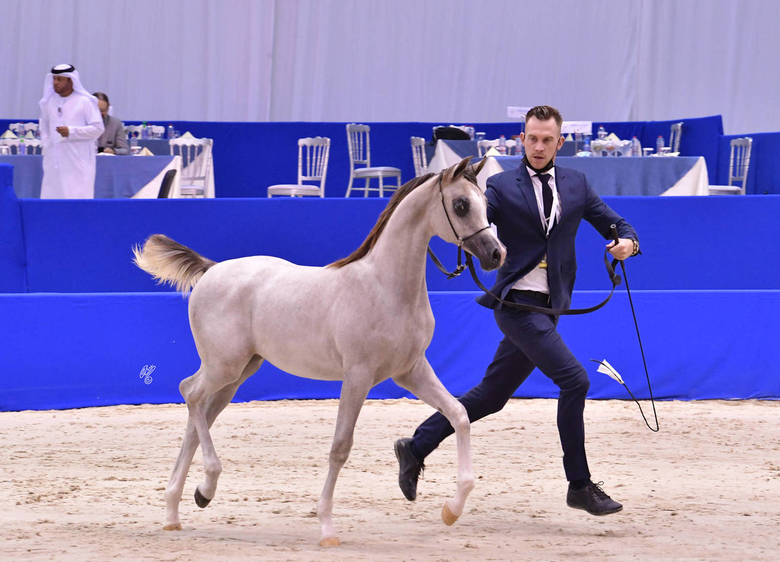 Colt Foal: Falah Al Hawajer