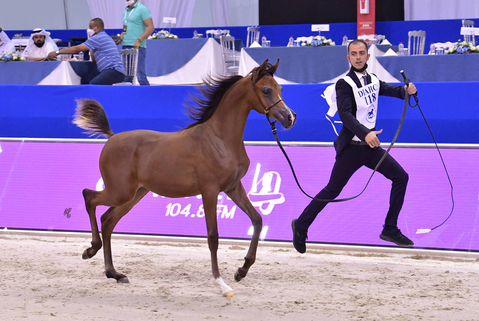 Colt Foal: Musaab OS