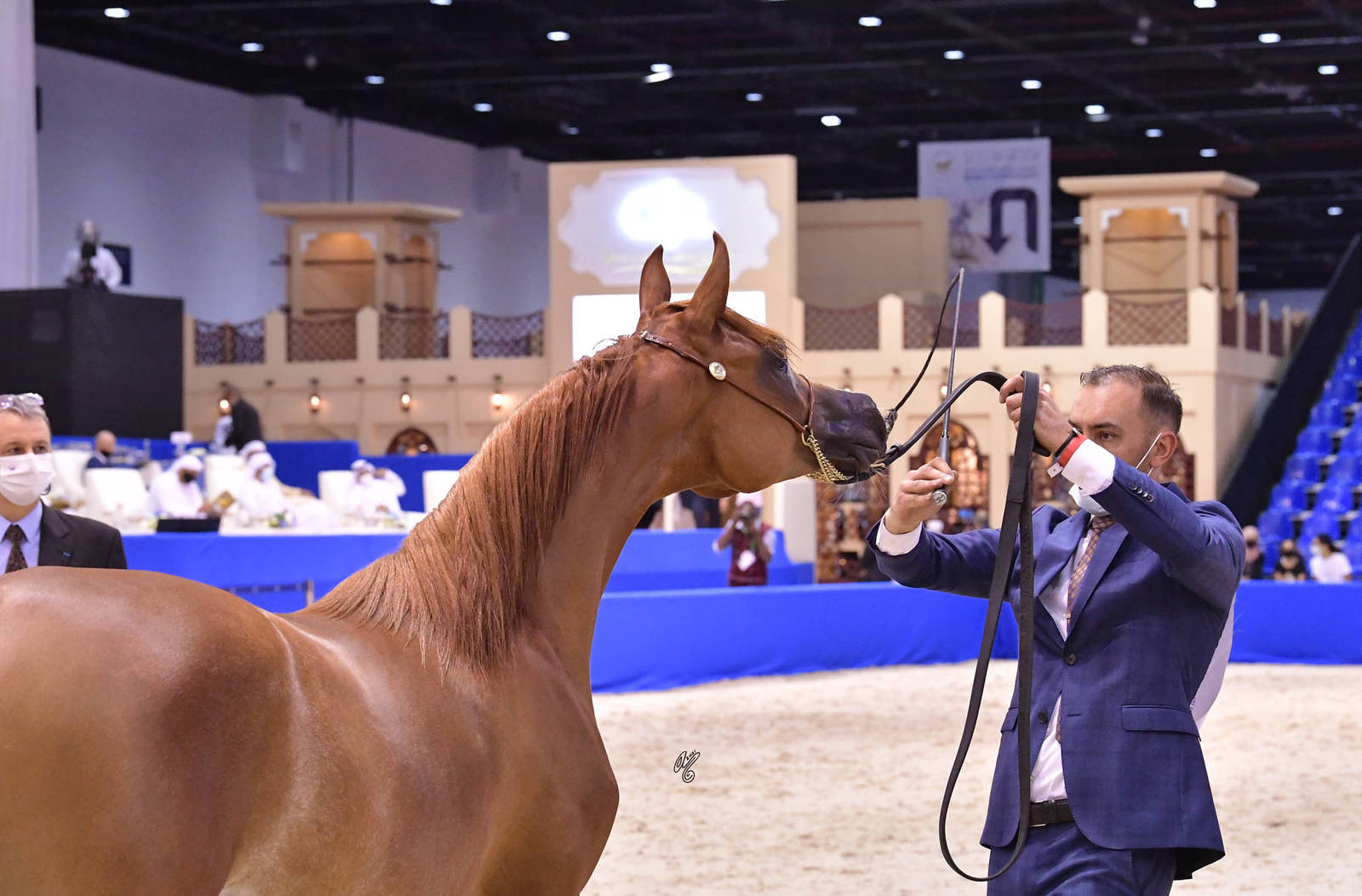 Yearling Filly: Al Aryam Shaqra