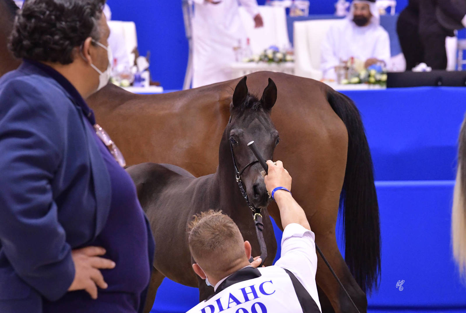 Colt Foal: Saad Al Sendian 