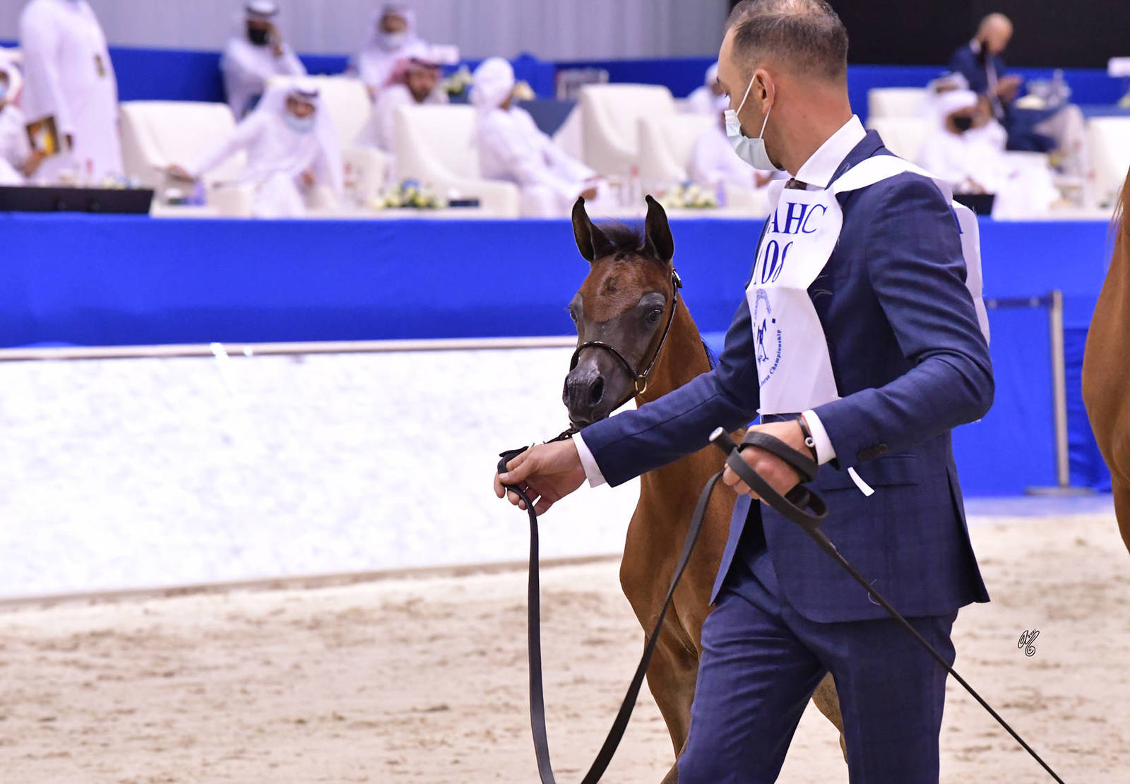 Colt Foal: SQ Jabbar 