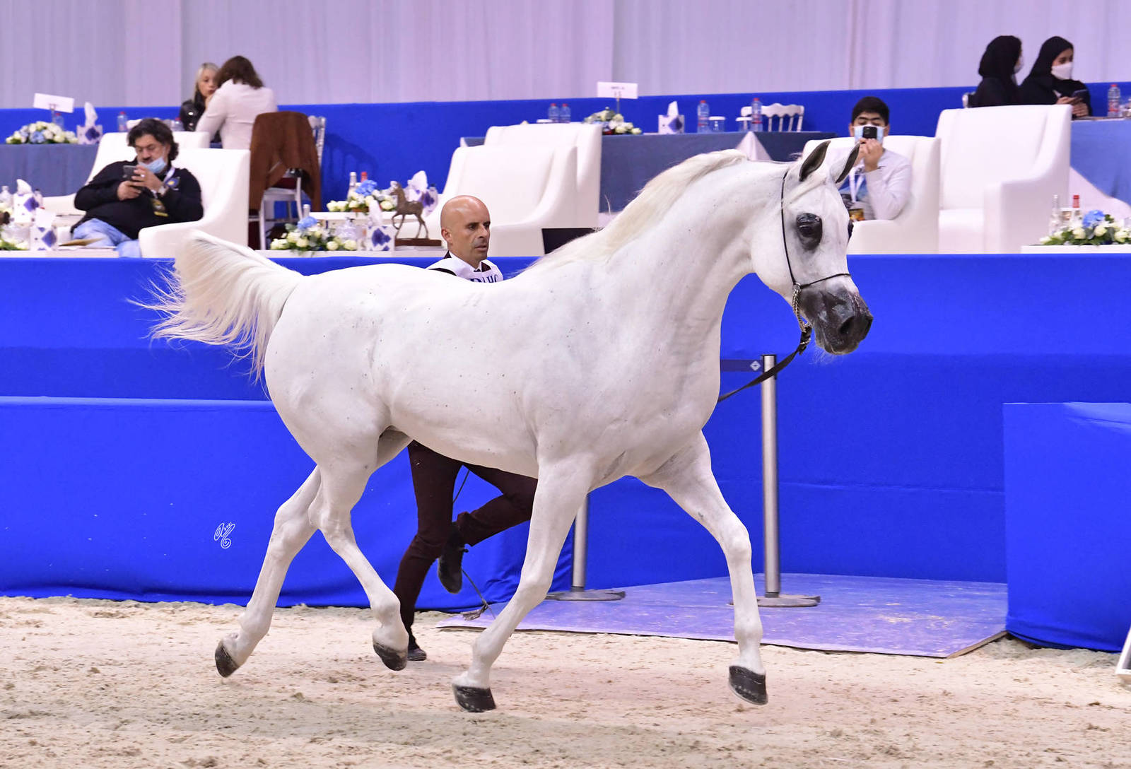 Mares 10 Years and More: Puystynna Fiesta 