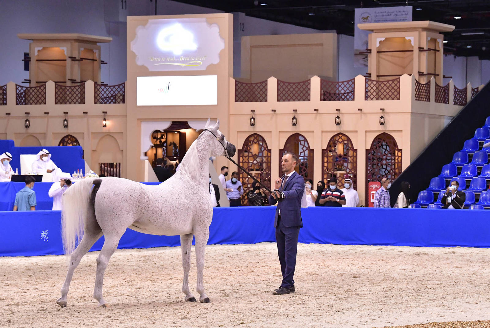 Mares 10 Years and More: Perfinka 