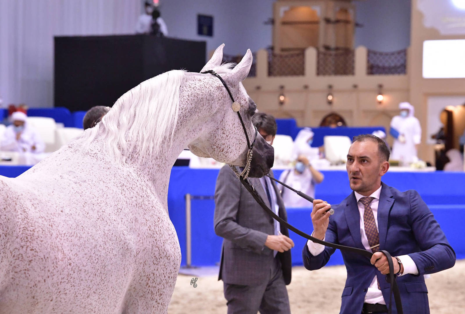 Mares 10 Years and More: Perfinka 