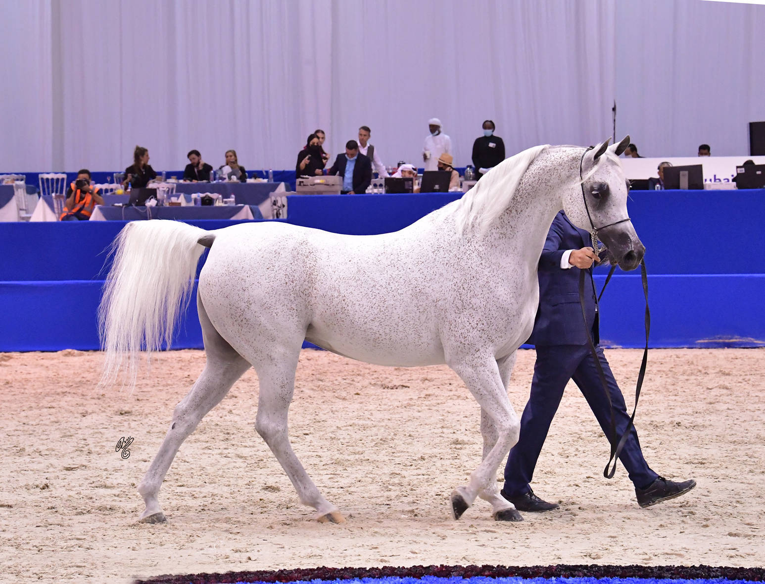 Mares 10 Years and More: Perfinka 