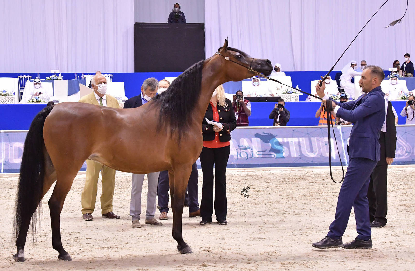 Mares 7-9 Years Old: Esperanzza Al Ventur 