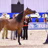 Mares 7-9 Years Old: Esperanzza Al Ventur 