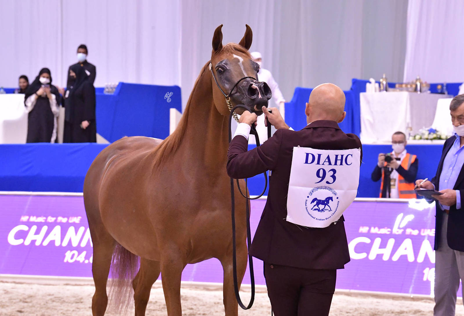 Mares 7-9 Years Old: Delight's Diva RB 