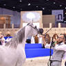 Mares 4-6 Years Old: Juri Al Bidayer 