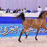 Mares 4-6 Years Old: Manaret Babel