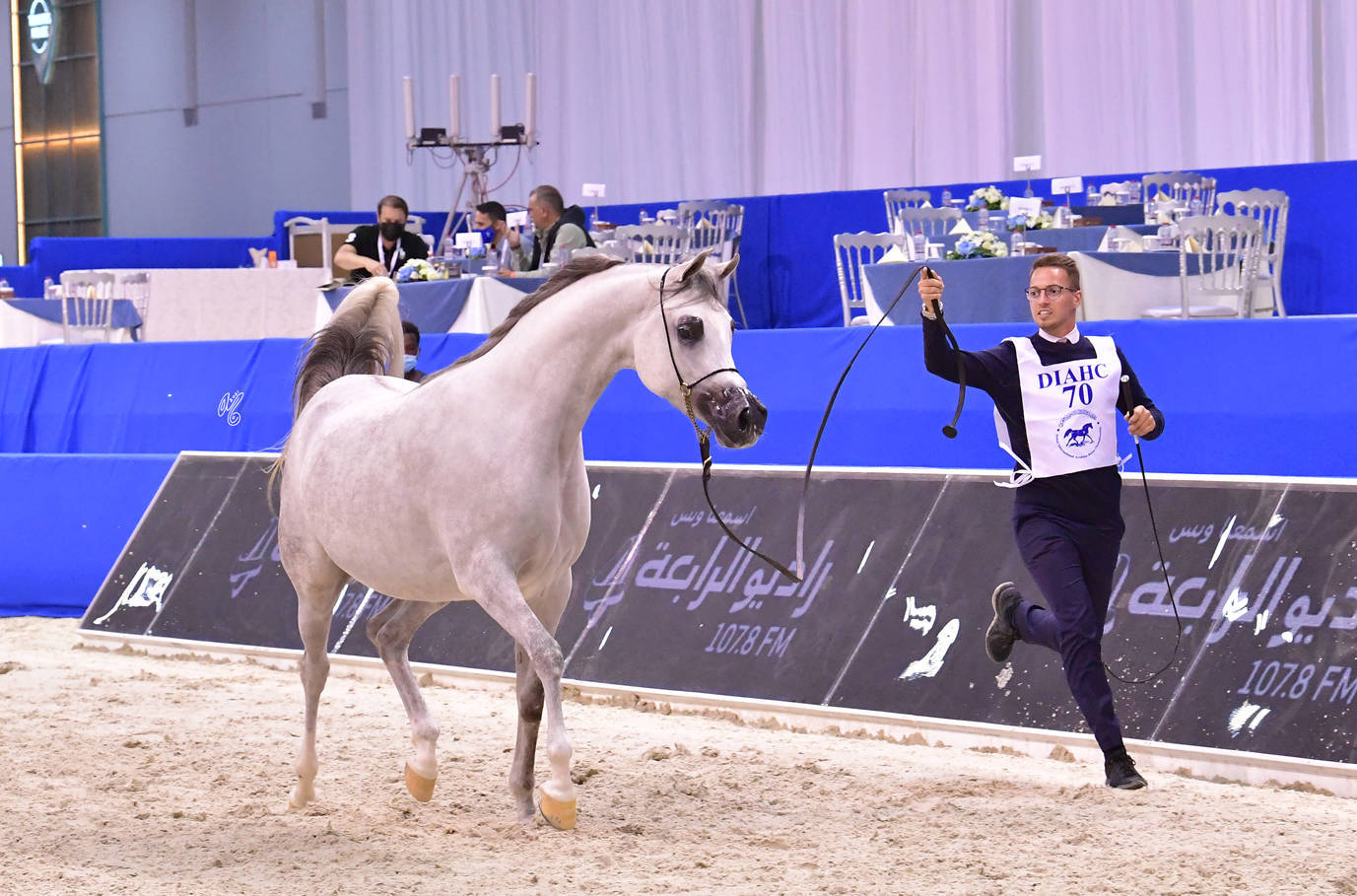 Mares 4-6 Years Old: Aljoharah 