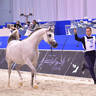 Mares 4-6 Years Old: Aljoharah 