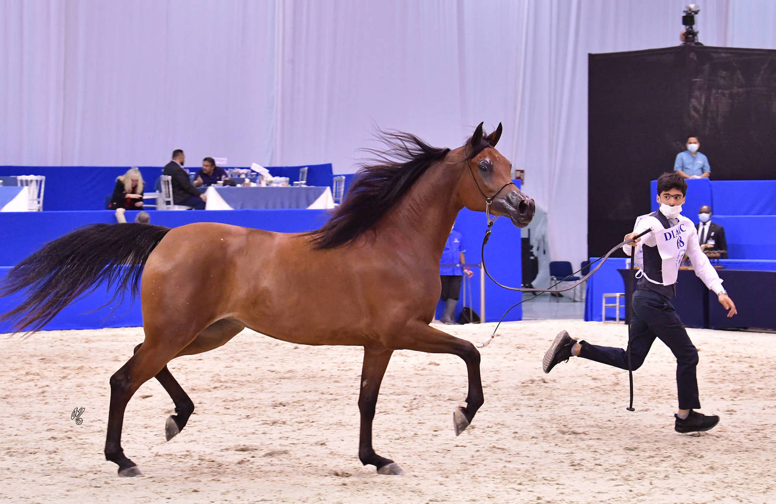 Fillies 3 Years Old: D Shaybah 