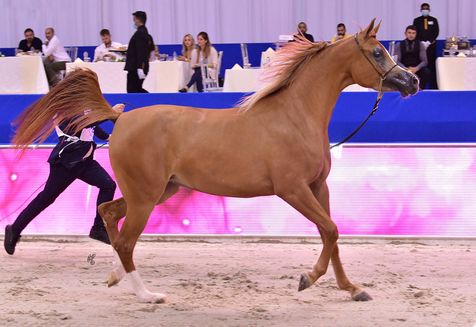 Fillies 3 Years Old: AJ Bdoor 