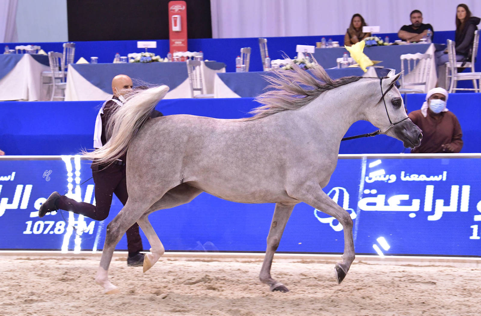 Fillies 3 Years Old: Kawthar Al Sayed 