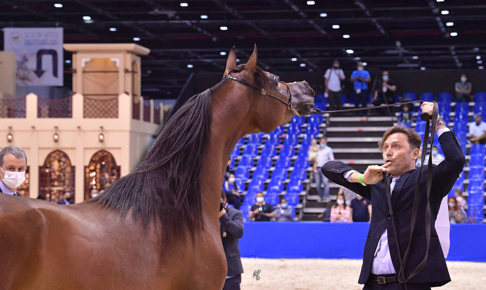 Fillies 3 Years Old: FAM Donatella