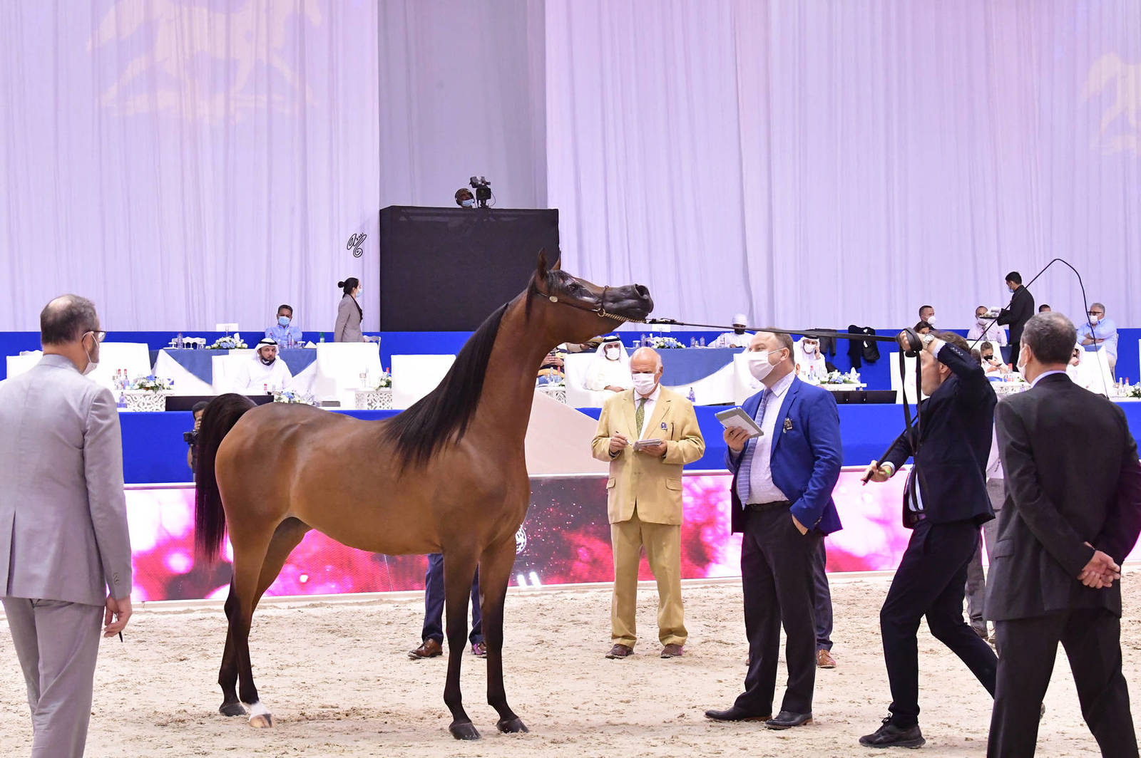 Fillies 3 Years Old: FAM Donatella