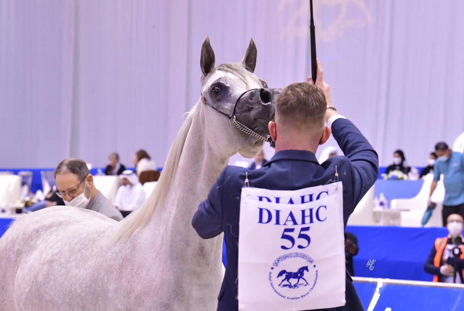 Fillies 3 Years Old: Thorya Al Hawajer 