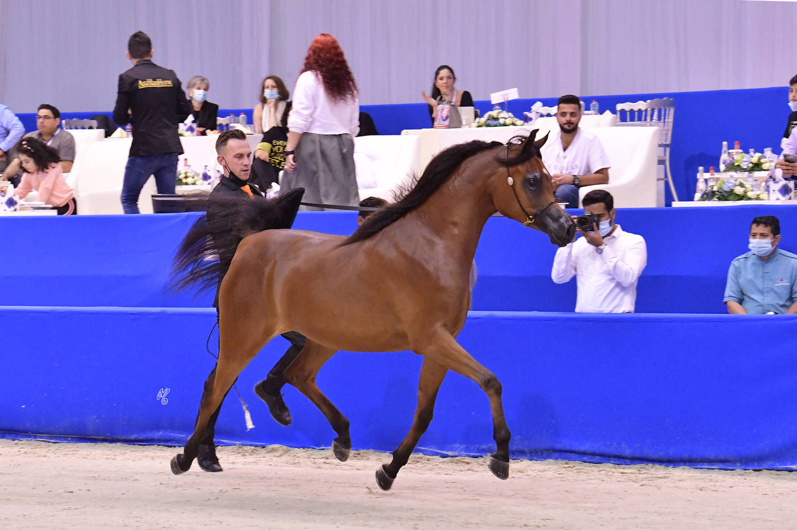 Fillies 2 Years Old: Cyclana OS