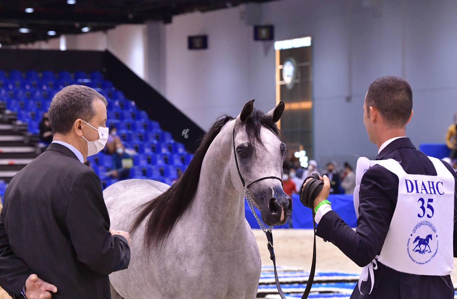 Fillies 2 Years Old: Shamoukh Albateen 