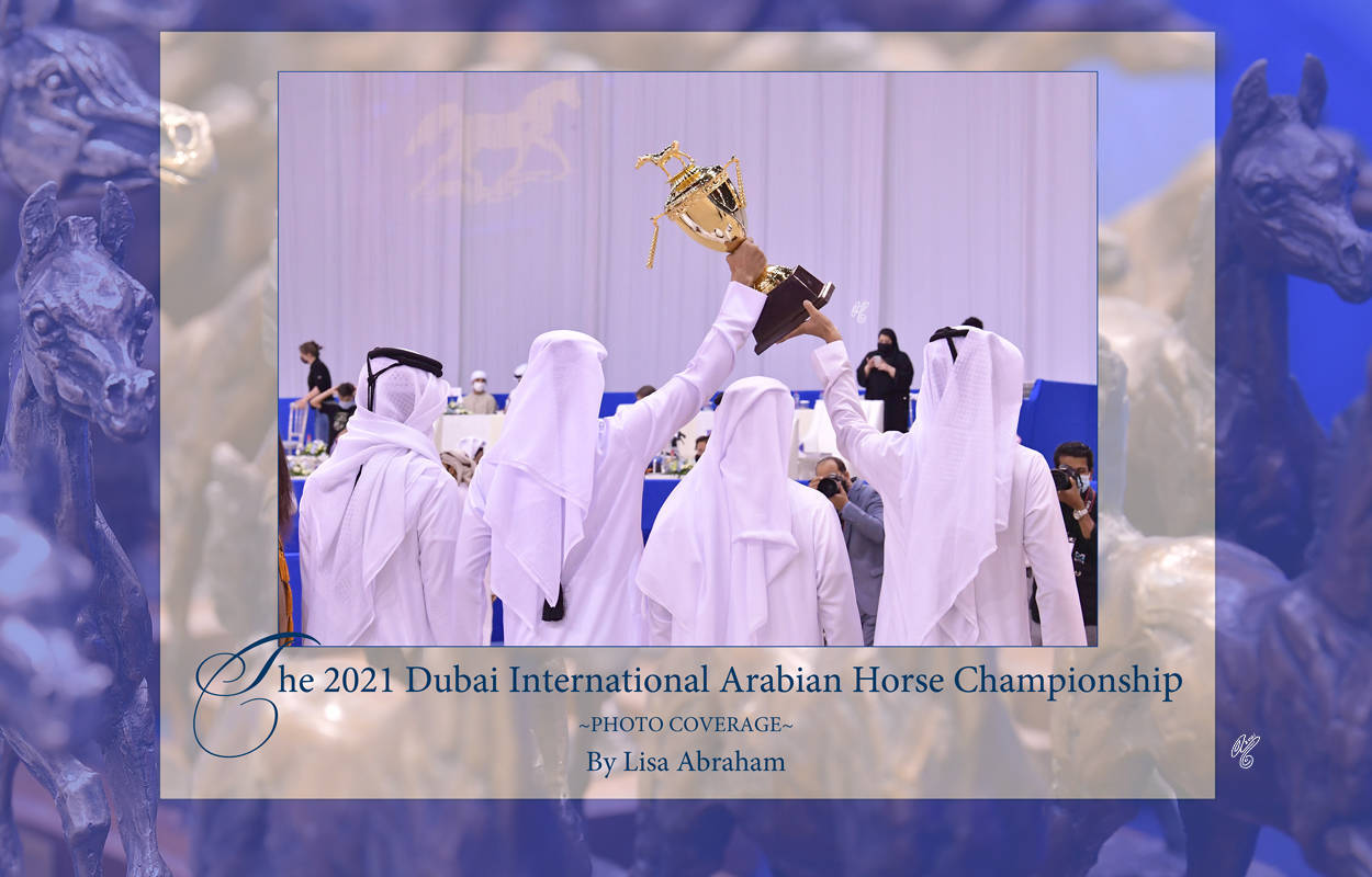 The 2021 Dubai International Arabian Horse Championship PHOTO GALLERY