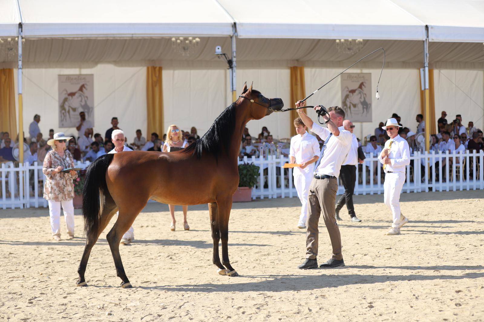 2021 Menton Arabian Horse Show 