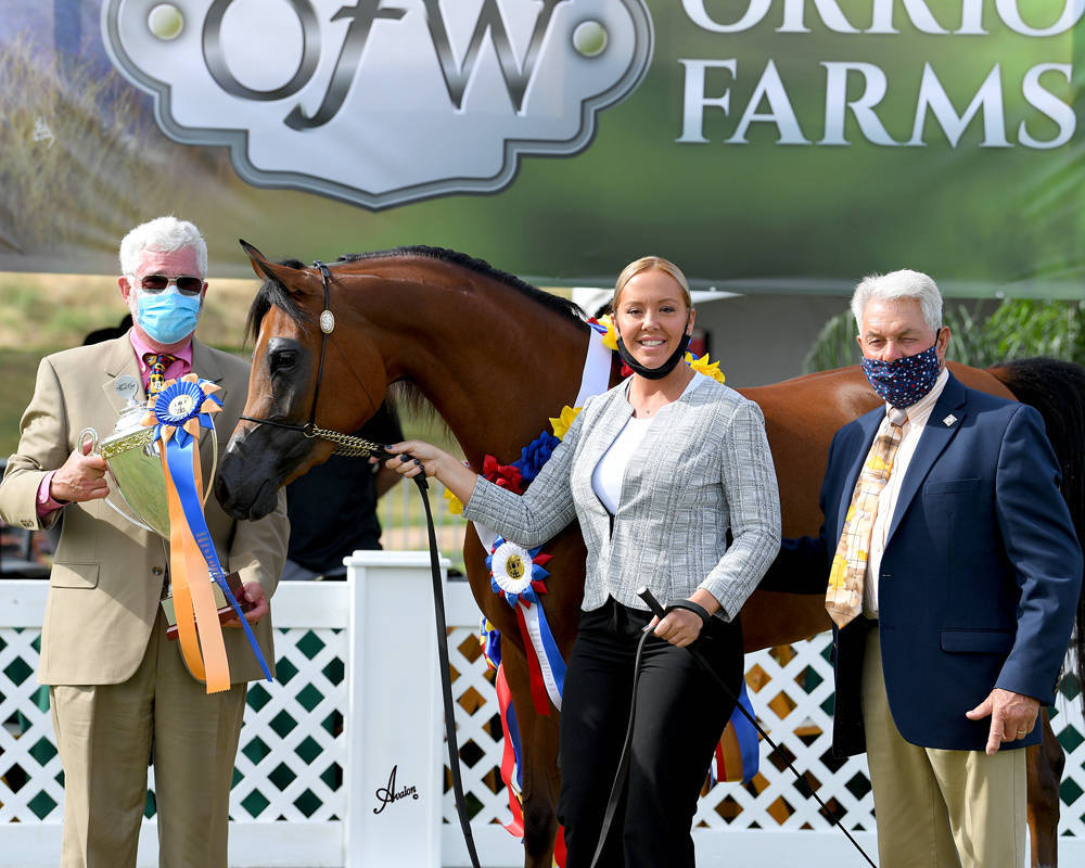 The 2021 Arabian Breeders World Cup - Scottsdale 