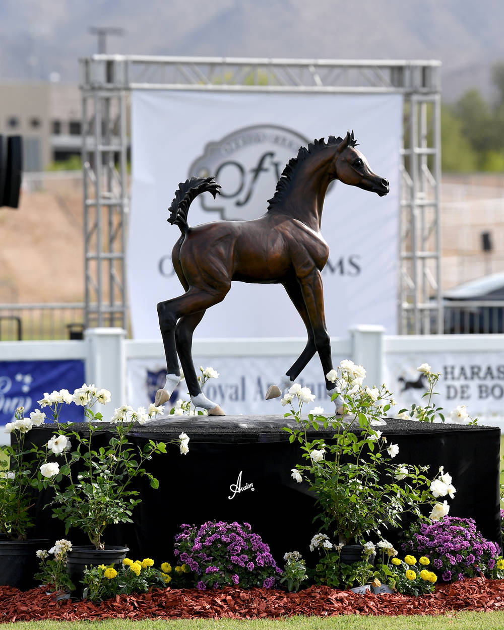 The 2021 Arabian Breeders World Cup - Scottsdale 
