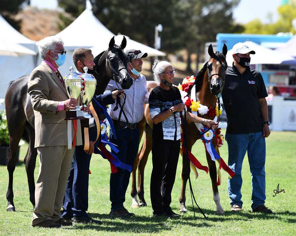 The 2021 Arabian Breeders World Cup - Scottsdale 