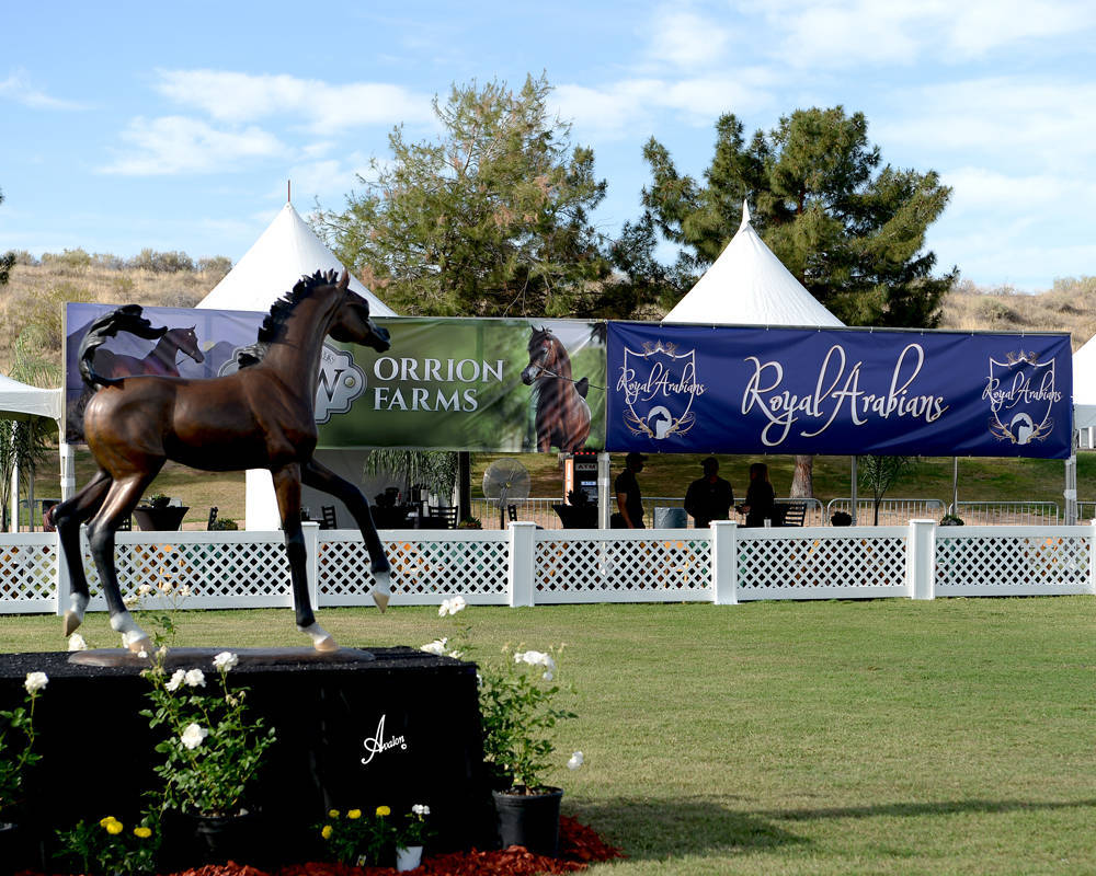 The 2021 Arabian Breeders World Cup - Scottsdale 