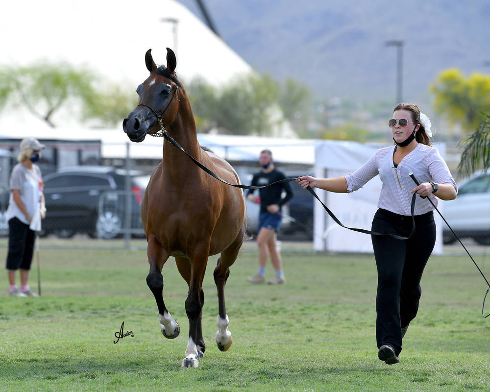 The 2021 Arabian Breeders World Cup - Scottsdale 