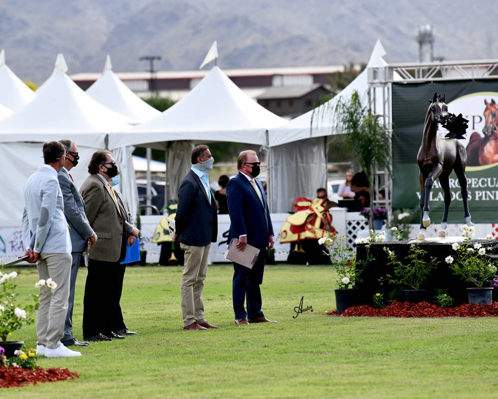 The 2021 Arabian Breeders World Cup - Scottsdale 