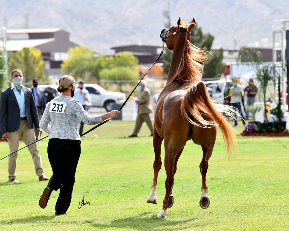 The 2021 Arabian Breeders World Cup - Scottsdale 
