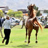 The 2021 Arabian Breeders World Cup - Scottsdale 