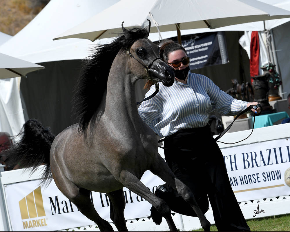 The 2021 Arabian Breeders World Cup - Scottsdale 