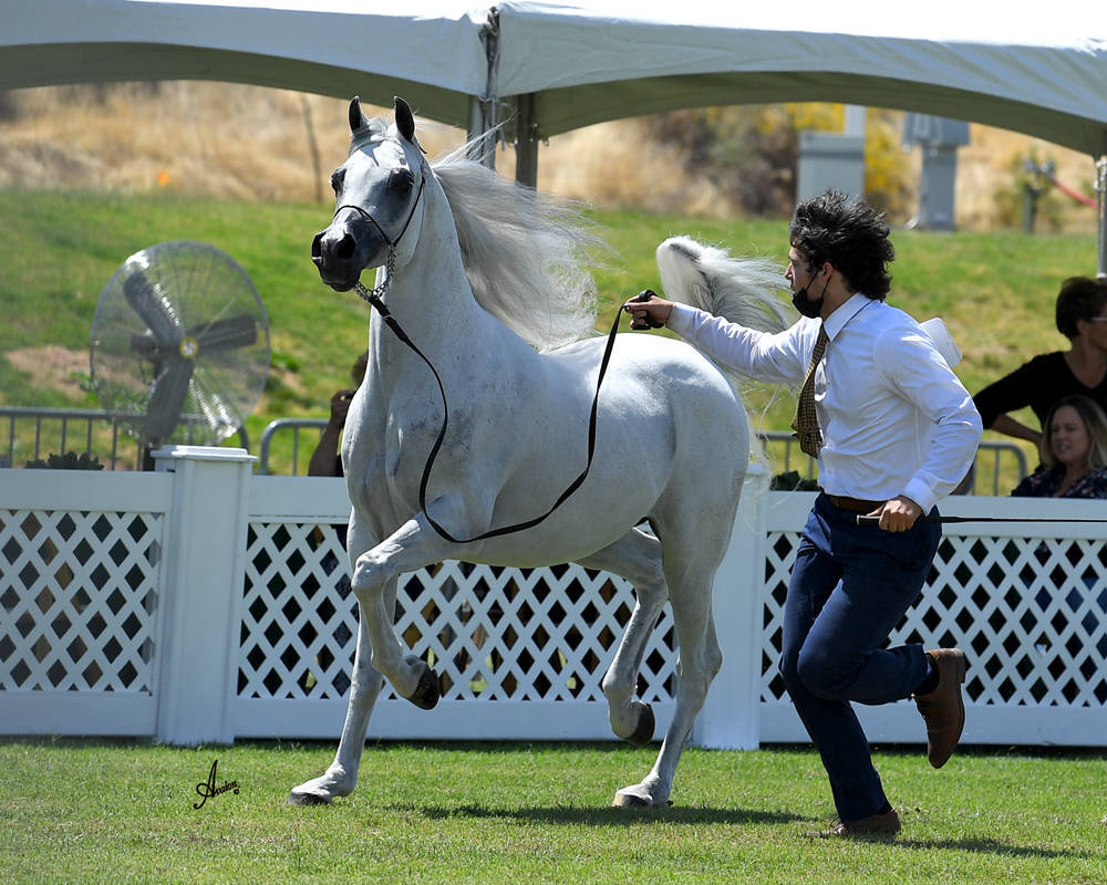 The 2021 Arabian Breeders World Cup - Scottsdale 