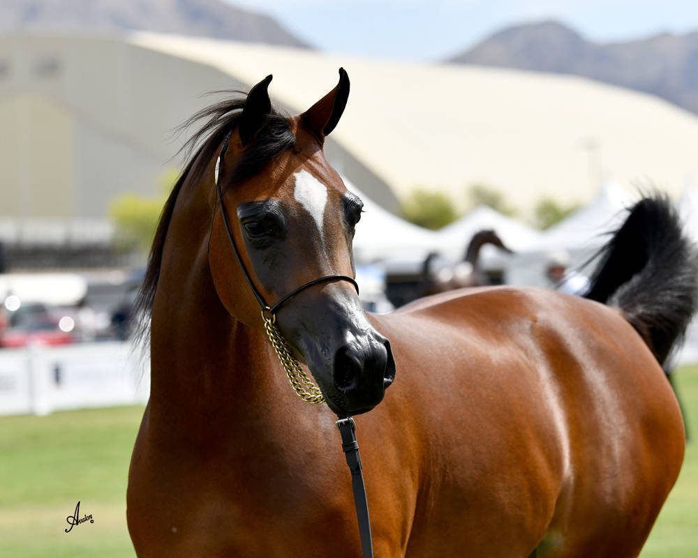 The 2021 Arabian Breeders World Cup - Scottsdale 