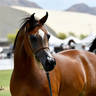 The 2021 Arabian Breeders World Cup - Scottsdale 