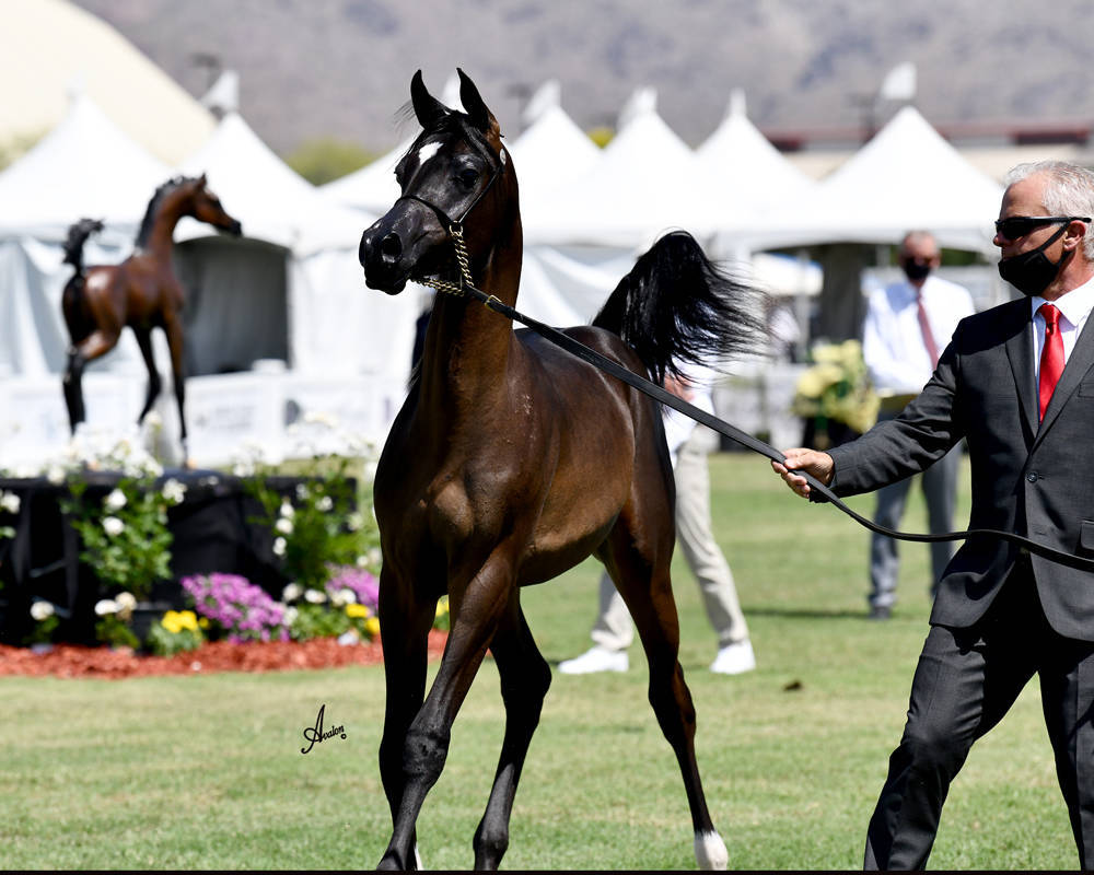 The 2021 Arabian Breeders World Cup - Scottsdale 